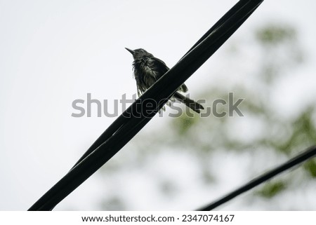 A wet Oriental Magpie-Robin (Copsychus saularis) on the electricity wire. Silhoutte of black and white bird standing on the cable
