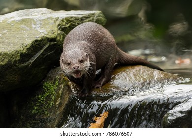 A wet otter on the water - Shutterstock ID 786076507