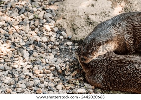 A wet otter rests on a pebbled bank, its inquisitive eyes shining, offering a charming glimpse into wildlife on a riverbank