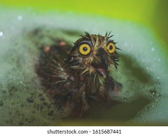 Wet Owl Covered In Oil