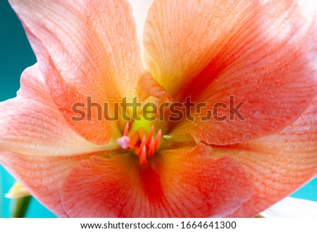 Similar – Image, Stock Photo Amaryllis flower close-up with pistil