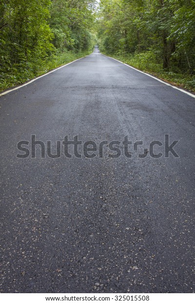 wet paved road in a green\
fores
