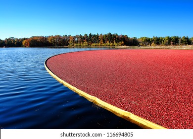 Wet picking boom on flooded agriculture cultivation bog holding fresh ripe and red cranberries ready for harvesting during the cranberry fall harvest in New Jersey
