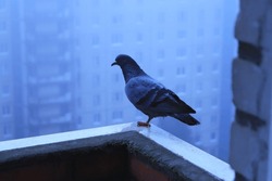 A Wet Pigeon Stands On One Leg On The Edge Of The Balcony. Overcast. In The Background A Fog.