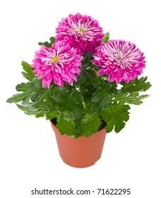 Wet Pink Chrysanthemum Flowers In Pot