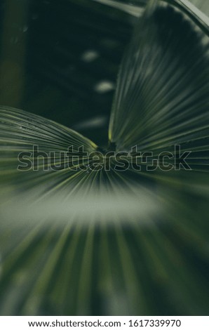 Similar – Image, Stock Photo flytrap III Plant