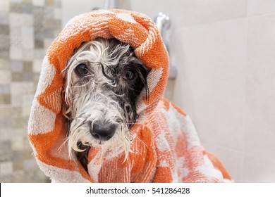 Wet Poodle Dog After The Bath With A Green Towel