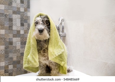 Wet Poodle Dog After The Bath With A Green Towel