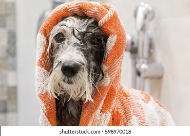 Wet Poodle Dog After A Bath With A Red  Towel