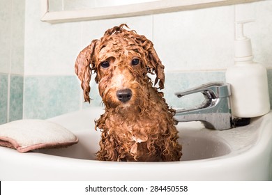 Wet poodle puppy taking bath on basin