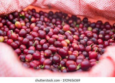 Wet Processing Coffee Cherry Parchment Honey Pulping