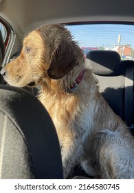 Wet Puppy Dog In The Car