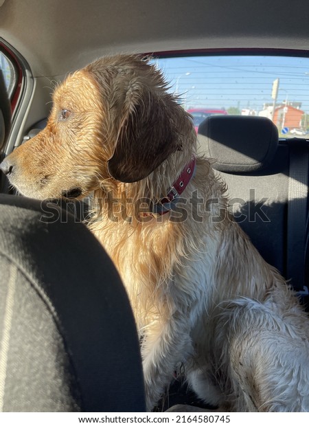 wet puppy dog in the\
car