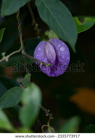 Wet purple flower of Clitoria ternatea, known as Butterfly-pea, Asian pigeonwings, Cordofan-pea, Darwin-pea or Blue-pea, with rain drops, in front of green leaves.