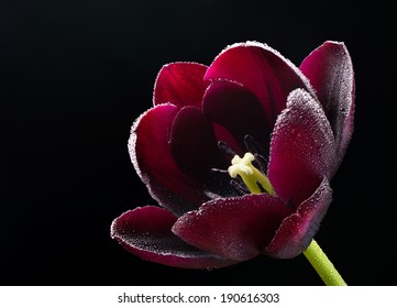 Wet purple-black tulip.