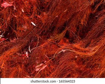 Wet Red Algae Background