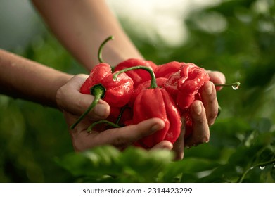 Wet Red Habanero pepper in palms of woman. Harvest of peppers in drops of water. Mexican cuisine. Farmer is holding peppers. Growing plants. Side view. Green background. Close-up. Soft focus.  - Powered by Shutterstock