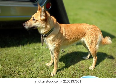 A Wet Red-haired Dog On The Loose With A Collar On The Riverbank In The Autumn Light On The Green Grass Near The Car