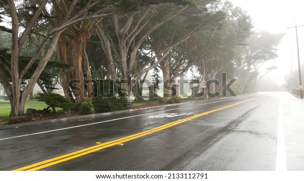 Wet road asphalt in fog, misty mysterious
forest. Row of trees in foggy rainy weather, calm haze in Monterey,
California USA. Tranquil atmosphere. Moody gloomy road trip, yellow
dividing line marking.