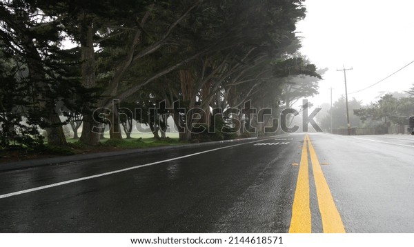 Wet road asphalt in fog, misty mysterious\
forest. Row of trees in foggy rainy weather, calm haze in Monterey,\
California USA. Tranquil atmosphere. Moody gloomy road trip, yellow\
dividing line marking.
