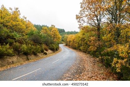 Wet road curves rain, among autumnal grove of oaks, heather and pine trees, and fallen leaves on the ground. Traffic signs of snow and curve 