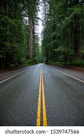 Wet Road Cuts Through Redwood Forest In Yosemite Valley