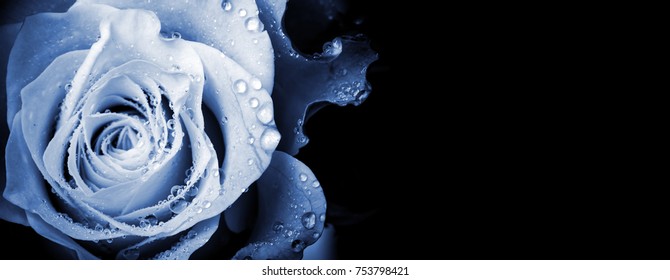 Wet rose flower monochrome close-up photo with shallow depth of field and copy space area - Powered by Shutterstock - Get 15% off with code: PIKWIZARD15