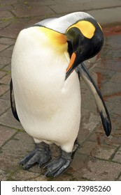 Wet Royal Penguin Cleans Feathers