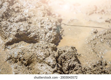 Wet Sand Close Up With Backlights In Sunny Day. Texture