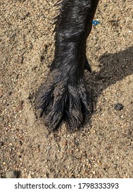 Wet And Sandy Black Lab Paw.