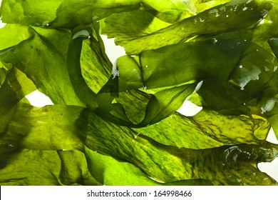 Wet Seaweed Kelp ( Laminaria ) Surface Close Up Macro Shot Texture Background