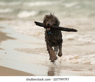 Wet Shaggy Dog Running With Stick On Beach - Lake Huron, Ontario