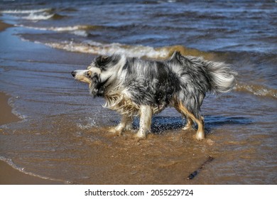 Wet Sheltie Dog At Beach Shaking Off Water.