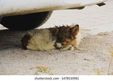 Wet Shy Dog Sleeping Under The Car.