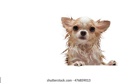 Wet Small Cute Brown Chihuahua Dog On White Background. 