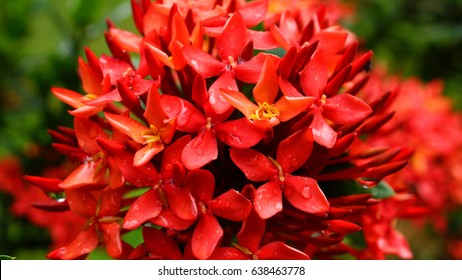 Red Flower Dominican Republic High Res Stock Images Shutterstock