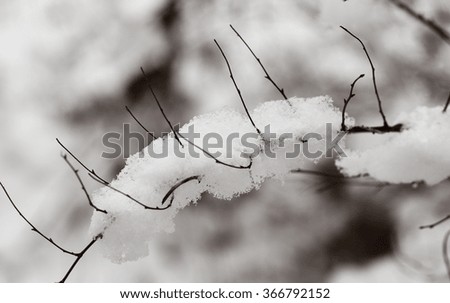 Similar – Snowy Bunting Twig Snowcap