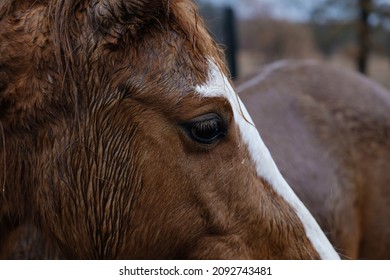 Wet Sorrel Mare Hair Closeup In Winter Rain.