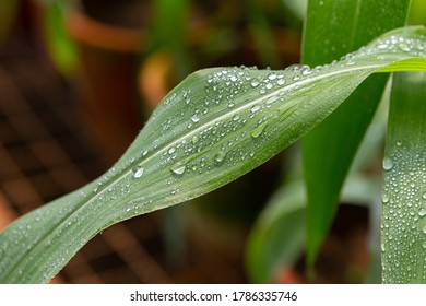 Wet Soy Leaf With Water Drops Close Up