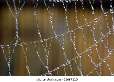 wet spider web