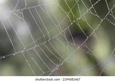 Wet Spider Web , Close Up Of Spider Web 