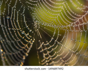 Wet spider web  close up with drops - Powered by Shutterstock