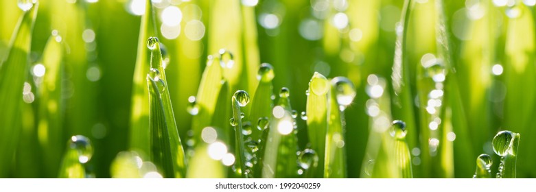 Wet spring green grass backround with dew lawn natural. beautiful water drop sparkle in sun on leaf in sunlight, image of purity and freshness of nature, copy space. macro. shallow DOF. panorama - Powered by Shutterstock