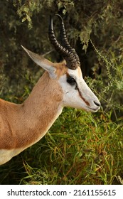 Wet Springbok Ram In The Kgalagadi, South Arica