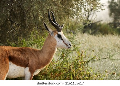 Wet Springbok Ram In The Kgalagadi, South Arica