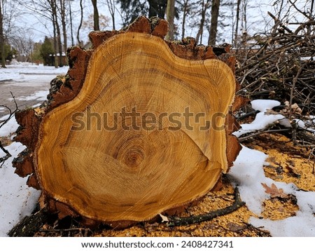 Wet stump of an old thick tree with growth rings and chainsaw marks, close-up view from above. Sawn logs in the forest, rings, patterns, lines. Tree cross section