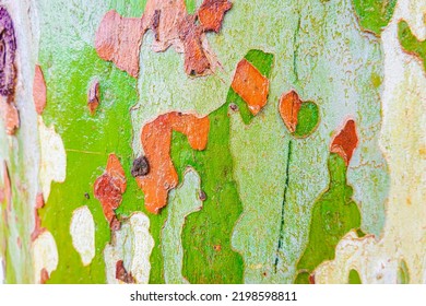 Wet Sycamore Tree Trunk Camo Patterns Camouflage Nature Pattern. Plane Tree Texture.