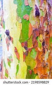 Wet Sycamore Tree Trunk Camo Patterns Camouflage Nature Pattern. Plane Tree Texture.