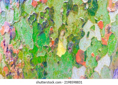 Wet Sycamore Tree Trunk Camo Patterns Camouflage Nature Pattern. Plane Tree Texture.