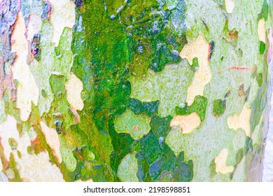 Wet Sycamore Tree Trunk Camo Patterns Camouflage Nature Pattern. Plane Tree Texture.